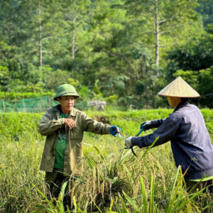 Gạo sinh thái T6/2025 – T5/2026 [ Đặt trước]